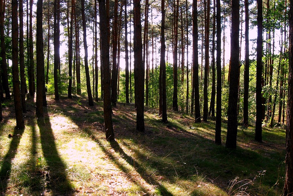 Frijsenborg skovene